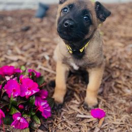 Belgian Malinois and German Shorthaired Pointer Puppies from Lapdog GSP