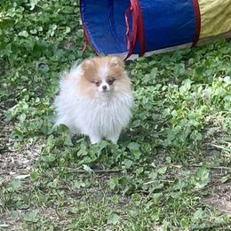 Miss choc - Chocolate parti female Pomeranian puppy in Cass City, Michigan from Lil'Fevre Chihuahuas and PomFevre Pomeranians