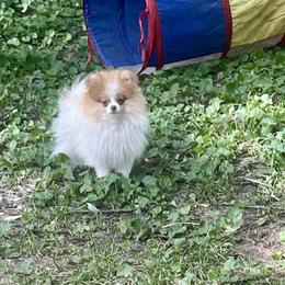 Miss choc - Chocolate parti female Pomeranian puppy in Cass City, Michigan from Lil'Fevre Chihuahuas and PomFevre Pomeranians