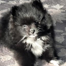 Pomeranian puppies from Hope Mountain Pomeranians
