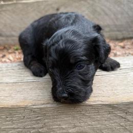 Tide - Phantom male Bernedoodle puppy in Monument, Colorado from Colorado Dreamin Doodles