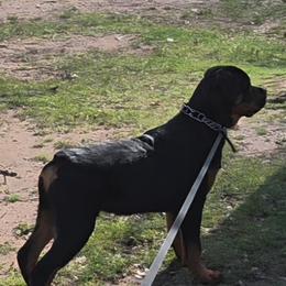 Rottweiler Puppies from vom Lomza Rottweilers