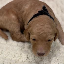 Gracie - Red  female Goldendoodle puppy in Maricopa, Arizona from AZ Designer Goldendoodles