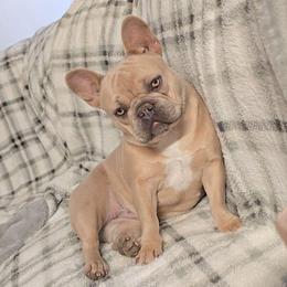 Stella - French Bulldog
