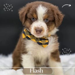 Flash - Red tri-color male Australian Shepherd puppy in Annville, Pennsylvania from Creekside Aussies LLC