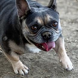 Stella - Black and tan female French Bulldog puppy in Hemet, California from Bowman Pups
