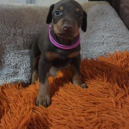 Pink collar girl - Red and rust female Doberman Pinscher puppy in Santa Clarita, California from Riviera Dobermans