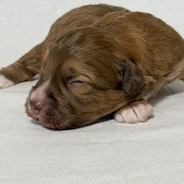 Boy 2 Aussie Doodle - Red tri male Miniature Australian Shepherd puppy in Pensacola, Florida from TNT MINI AUSSIES