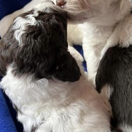 Australian Labradoodles and Goldendoodles from Sierra Vista Labradoodles & Goldendoodles