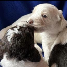 Australian Labradoodles and Goldendoodles from Sierra Vista Labradoodles & Goldendoodles