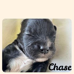 Cavapoo All Grown Up from Carolina Canines