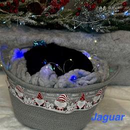 Jaguar - Black male Goldendoodle puppy in Sanderson, Florida from Serenity Goldendoodles