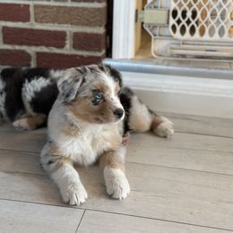 Australian Shepherd Puppies from Caramel Bliss Aussies - NJ NYC