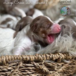 Dapple Pie Girl 2 - Dapple female Dachshund puppy in Fayetteville, West Virginia from Loop Creek Dachshunds