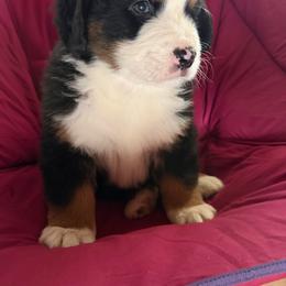 Cookie (blue boy) - Black rust and white male Bernese Mountain Dog puppy in Mora, New Mexico from Berners of New Mexico