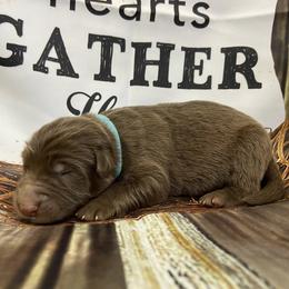 Blue collar - Liver male German Shepherd puppy in Pelham, North Carolina from P & P Shepherds