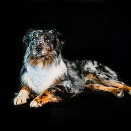 Swayzee - Australian Shepherd