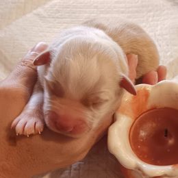 Luna - Red tri-color female Miniature American Shepherd puppy in Ruffin, North Carolina from Valkyrie Adventures