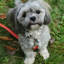 Anna - Lhasa Apso