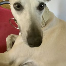 Whippet All Grown Up from Timbreblue Whippets