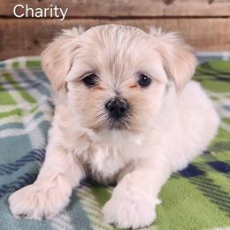 Charity - White female Lhasa Apso puppy in Jefferson, New York from Absolute Lhasa Love