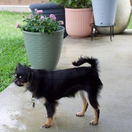 Bridget - Chihuahua