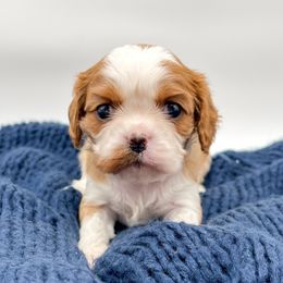 Girl 1 - female Cavalier King Charles Spaniel puppy in Eau Claire, Wisconsin from Regal Cavaliers