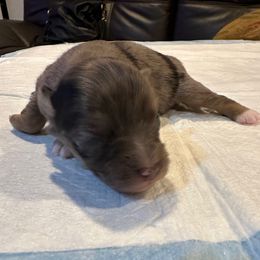 Girl 3 - Blue merle Toy Australian Shepherd puppy in Norwood, Massachusetts from Loyal Litters Toy Australian Shepherds
