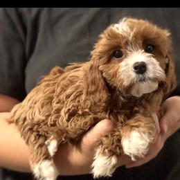 Violet (female - neon orange collar) - Red female Cavapoo puppy in Gilbert, Arizona from Azteddybeardoodles