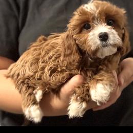 Violet (female - neon orange collar) - Red female Cavapoo puppy in Gilbert, Arizona from Azteddybeardoodles