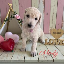 Mindy - Cream female Poodle puppy in Port Orange, Florida from Daytona’s Standard Poodles