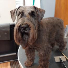 Cinder - Miniature Schnauzer