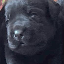 Girl 2 - Black female Labrador Retriever puppy in Jamestown, Ohio from Heartlands Quality Labrador Retrievers