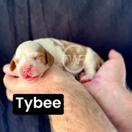 Tybee - Lemon and white male English Springer Spaniel puppy in Uvalda, Georgia from Willow Creek Farms