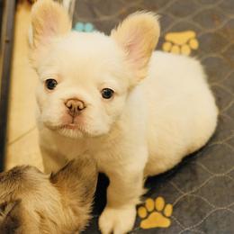 French Bulldog Puppies from Tellez House of Frenchies