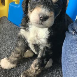 Bernedoodle and Goldendoodle Puppies from Shining Star Doodles