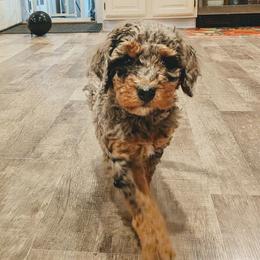 Cheryl - Blue merle female Aussiedoodle puppy in Yacolt, Washington from Aussiedoodles by Maggie