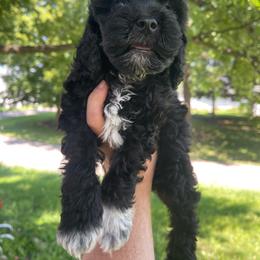 Knox - Black and white male Cockapoo puppy in Bedford, Iowa from Our Father’s Doodles