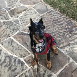 Beauceron and Doberman Pinscher Puppies from Elitehaus