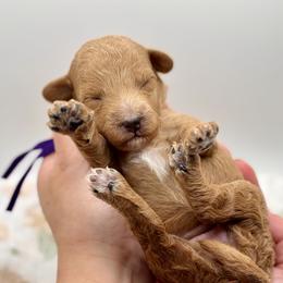 Scarlet - Red  female Poodle puppy in Munster, Indiana from Miranda’s Sunshine Poodles and Doodles