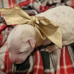 Bichon Frise puppies from Bichons of Boerne