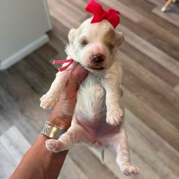 Bo Peep - Parti female Goldendoodle puppy in Hot Springs, Arkansas from Hot Springs Kennels