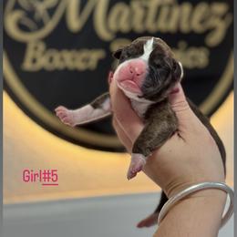 Girl 5 - Brindle female Boxer puppy in Orlando, Florida from Martinez AKC Boxers of Central Florida