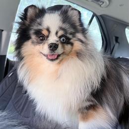 Reaper - Blue merle male Pomeranian puppy in Coleman, Oklahoma from Pretty Poms