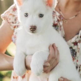Pomsky Puppies from L&LPomskyPuppies