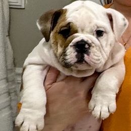 Lottie - Bulldog puppy from Moffitt Bulldogs