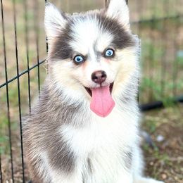 Bluebell - Blue female Pomsky puppy in Rhome, Texas from TyeDye Kennels