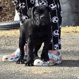 Cane Corso Puppies from Hardradas Dynasty Cane Corso