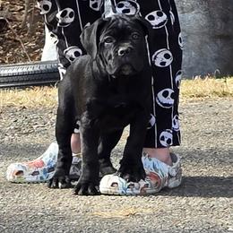 Cane Corso Puppies from Hardradas Dynasty Cane Corso
