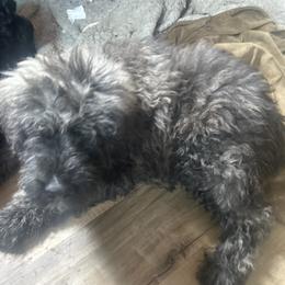 Girl pooch1 - Black and brindle female Bouvier des Flandres puppy in Bethlehem, Connecticut from Bouviers Gate House